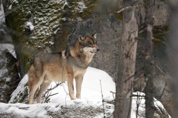 Fototapeta premium Eurasian wolf in the forest. Wolf during winter time. European nature. Pack of wolf in nature. 
