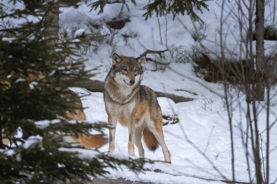 Eurasian wolf in the forest. Wolf during winter time. European nature. Pack of wolf in nature. 