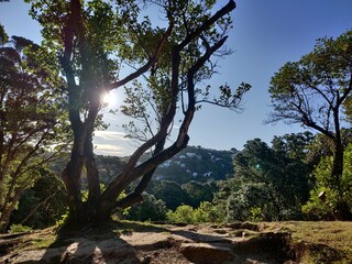 Wellington Botanical Garden
