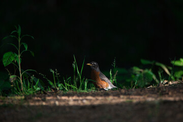 Eastern towhee catching the insects during the sunset of Spring