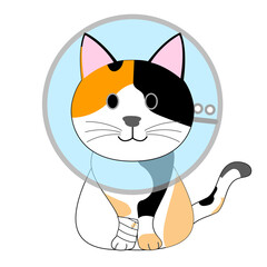 A tortoiseshell cat with an Elizabethan collar 