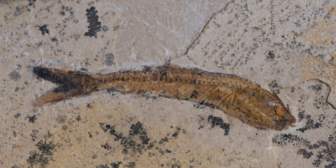 Fish fossil in stone. © Bas