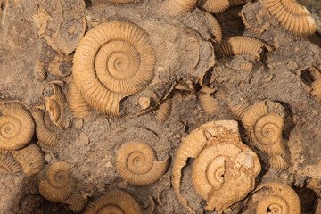 Many Ammonite Fossils from the Jurassic. Archeology and paleontology concept.