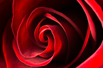 Red rose bud close-up. Soft focus
