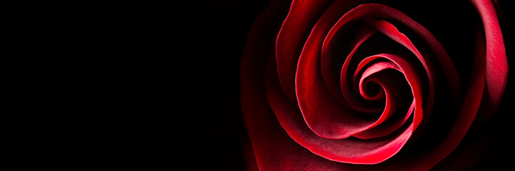 Red rose on a black background, banner