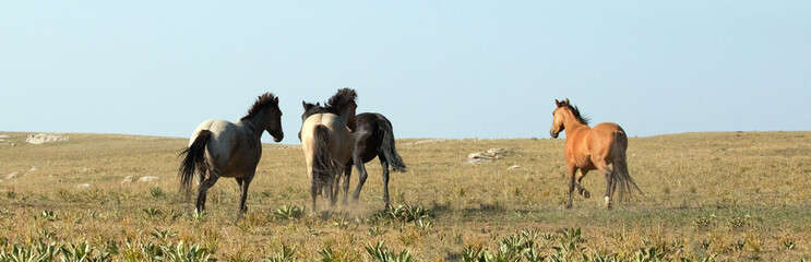 Herd of wild horses running in the Pryor Mountain wild horse range in Montana United States