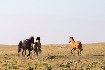 Band of four wild horses running in the Pryor Mountain wild horse range in Montana United States