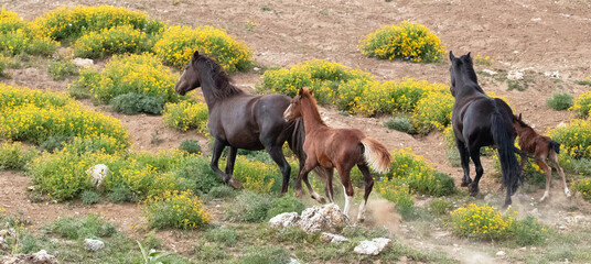 Herd of wild horses with baby foal running uphill in the Pryor Mountain wild horse range in Montana...