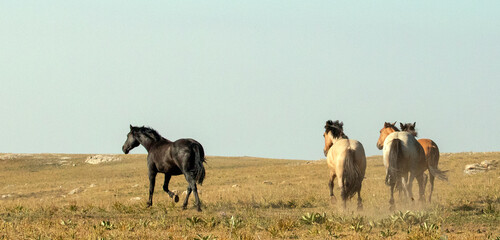 Band of wild horses running in the Pryor Mountain wild horse range in Wyoming United States