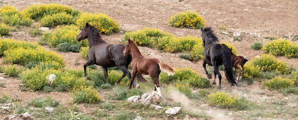 Herd of wild horses with baby colt running uphill in the Pryor Mountain wild horse range in Montana...