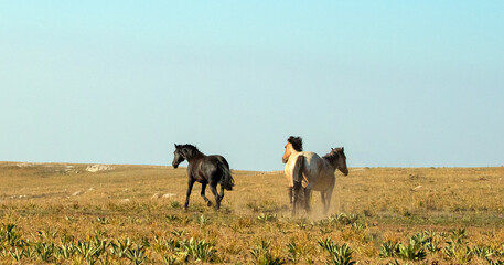 Three wild horses running in the Pryor Mountains wild horse range in Montana United States