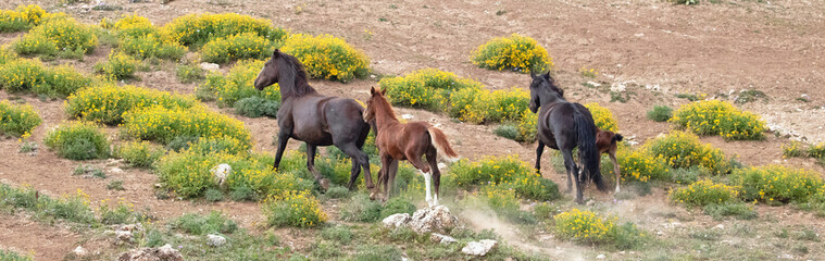 Wild horses with baby foal running uphill in the Pryor Mountain wild horse range in Montana United...