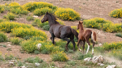 Mare and colt wild horses running uphill in the Pryor Mountain wild horse range in Montana United...