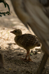 peachick
