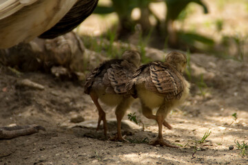 peachicks