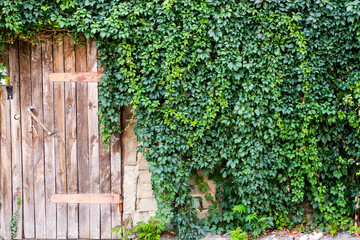 Wooden wall overgrown with climbing green plants, background, close-up texture, copy space