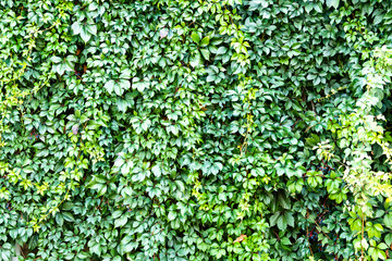 Wooden wall overgrown with climbing green plants, background, close-up texture, copy space