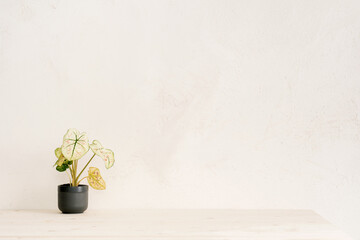 Plant on a table and bright beige wall. Stylish home decor design. Mockup