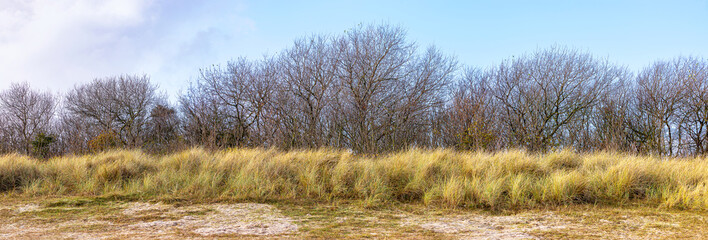 Panorama of a windbreak with trees and bushes on a sand dune on an island in the North Sea, Germany, Sylt, Hoernum