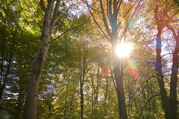 Brightly illuminated with sunlight beams green forest with lush trees at autumn sunrise. Amazing wild woodland on sunny day. Environment and nature protection concept