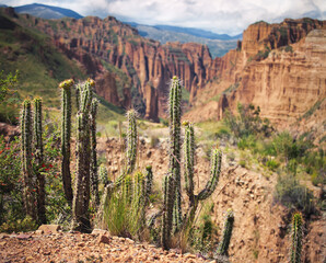 Large cacti near Palca Canyon near La Paz, Bolivia.