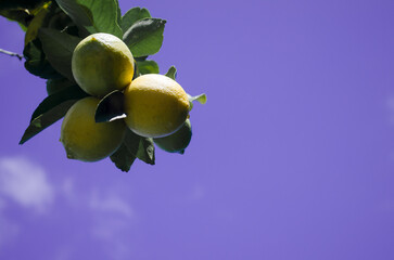 Fototapeta premium Lemon tree branch with lemons over sky in trendy very peri color.