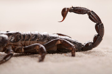 Black scorpion in close up. Macro photography of deadly sting. Nature in details - obrazy, fototapety, plakaty