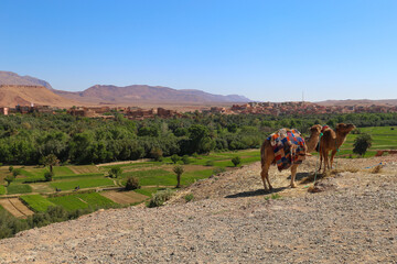 Fototapeta na wymiar Camels in the desert