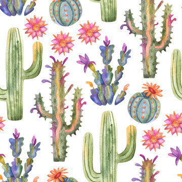Watercolor cactus seamless pattern on white. Cacti and succulents colorful hand painted background