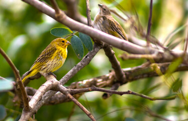 Obraz premium canary perched on a branch