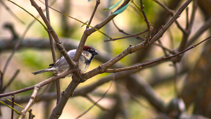 sparrow great spotted   on a branch