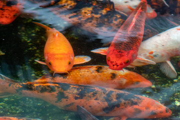 fish swimming in a pond