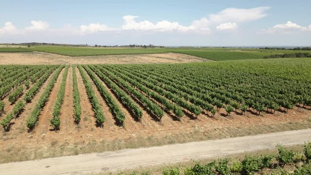 drone paysage vigne agriculture &eacute;t&eacute;
