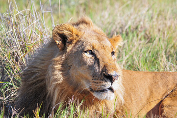 Close-up portrait photo of one male African lion lying in dry grass in the wild. Natural setting. Botswana Africa.  Panthera leo.