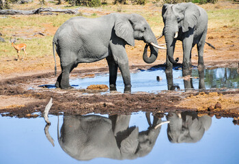 Two large adult elephants reflected in the watering hole in Botswana, South Africa. In the wild. Natural setting. 