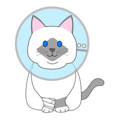 A fat Birman cat with an Elizabethan collar 