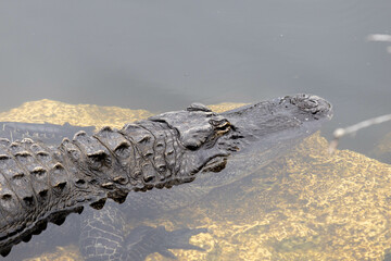 Alligator Swimming In Water In Florida