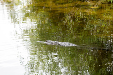 Alligator Swimming In Pond In Everglades of Florida