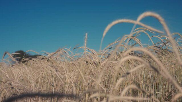 champ de bl&eacute;