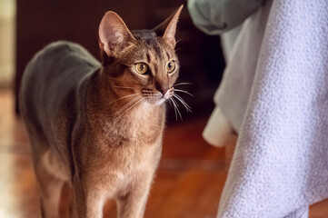 Close up of Abyssinian cat