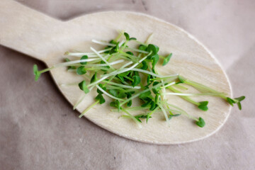 Chia microgreens close up. Sprouts on a wooden spoon. selective focus