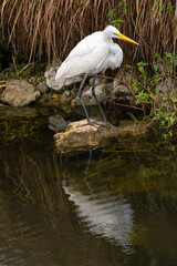 Close Up Great Egret In Florida Everglades