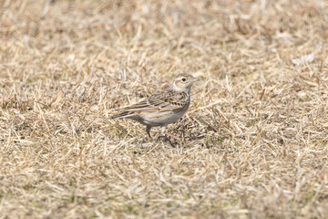 枯れた芝生の上のヒバリ
