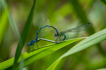 Fototapeta premium Common Blue damselflies mating