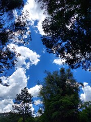 blue sky trees