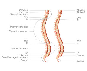 Human vertebral column in side view with main parts labeled, with and without Intervertebral disc. Vector flat realistic concept illustration in natural colours, spine isolated on white background.