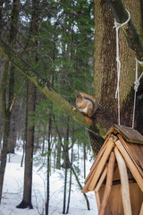 squirrel in a winter landscape on a pine branch near the feeder eats nuts