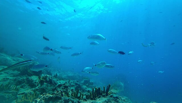 Lockdown View flock of fish and coral reef at Marmaris, Turkey. Sea breams, damselfishes are swimming together.