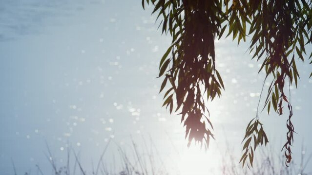 Weeping willow growing park pond. Bright sunlight reflecting lake surface. 
