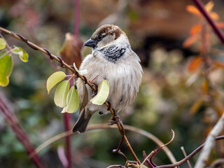A close up of a house sparrow on a twig.